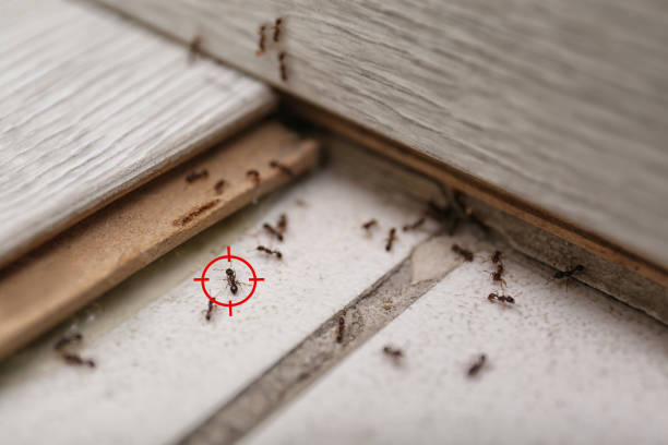 Whidbey Island Station, WA Pest Control Company